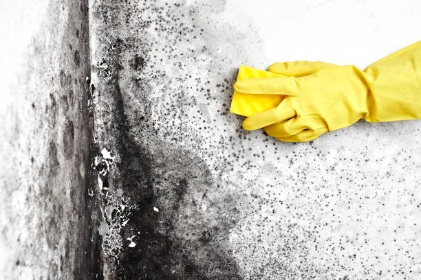 Best HVAC Mold Remediation in Edmond, OK
