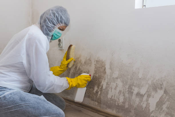 Best Basement Mold Remediation in Edmond, OK