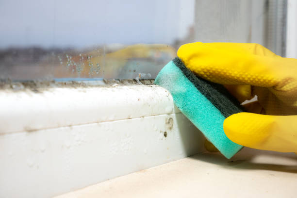 Best Insurance-Related Mold Remediation in Edmond, OK