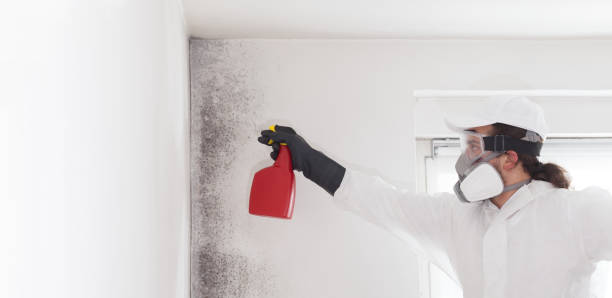 Best Black Mold Remediation in Edmond, OK