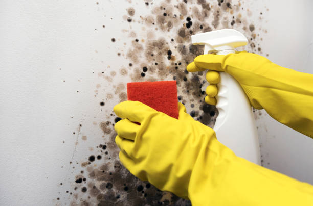 Best Mold Testing and Inspection Services in Edmond, OK