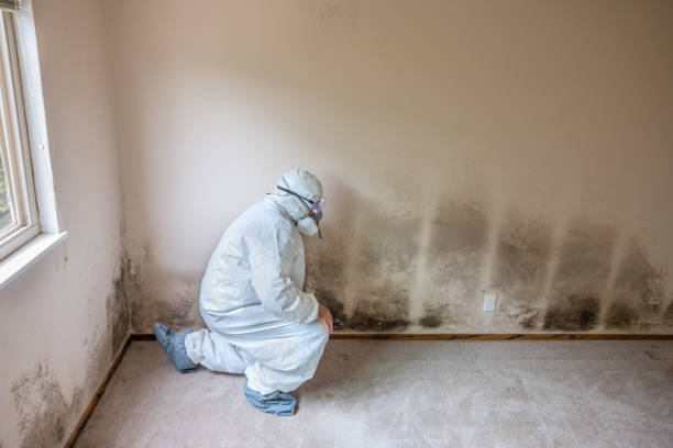 Best White Mold Remediation in Edmond, OK