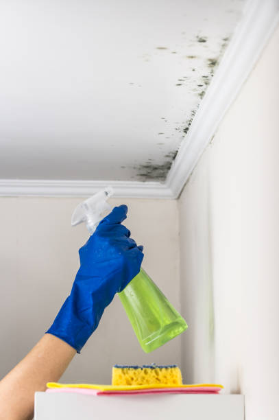 Best DIY Mold Remediation Support Services in Edmond, OK